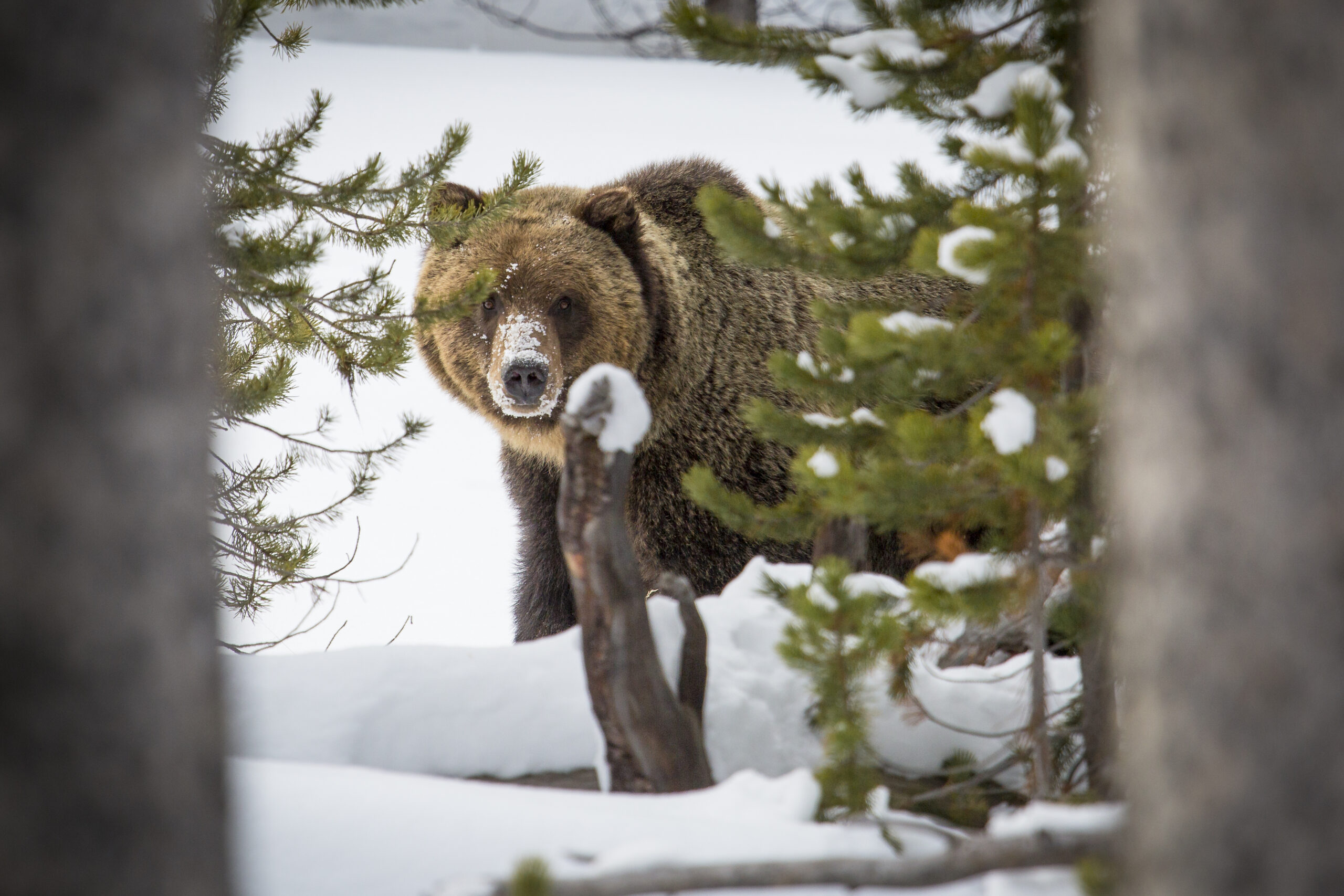 Feds Advance Plans to Introduce Grizzlies to Bitterroot Mountains