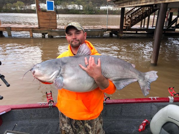 West Virginia Angler Catches and Releases the New State-Record Blue Catfish