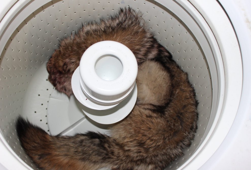 How to Clean a Coyote Hide in Your Washing Machine