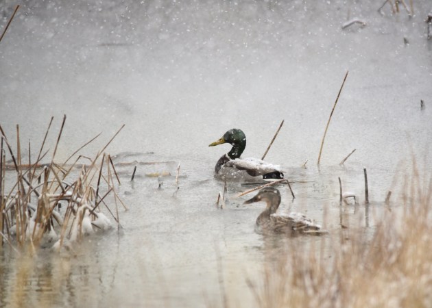 Could North Dakota's 30 Inches of "Duck Snow" Save Your Duck Season?