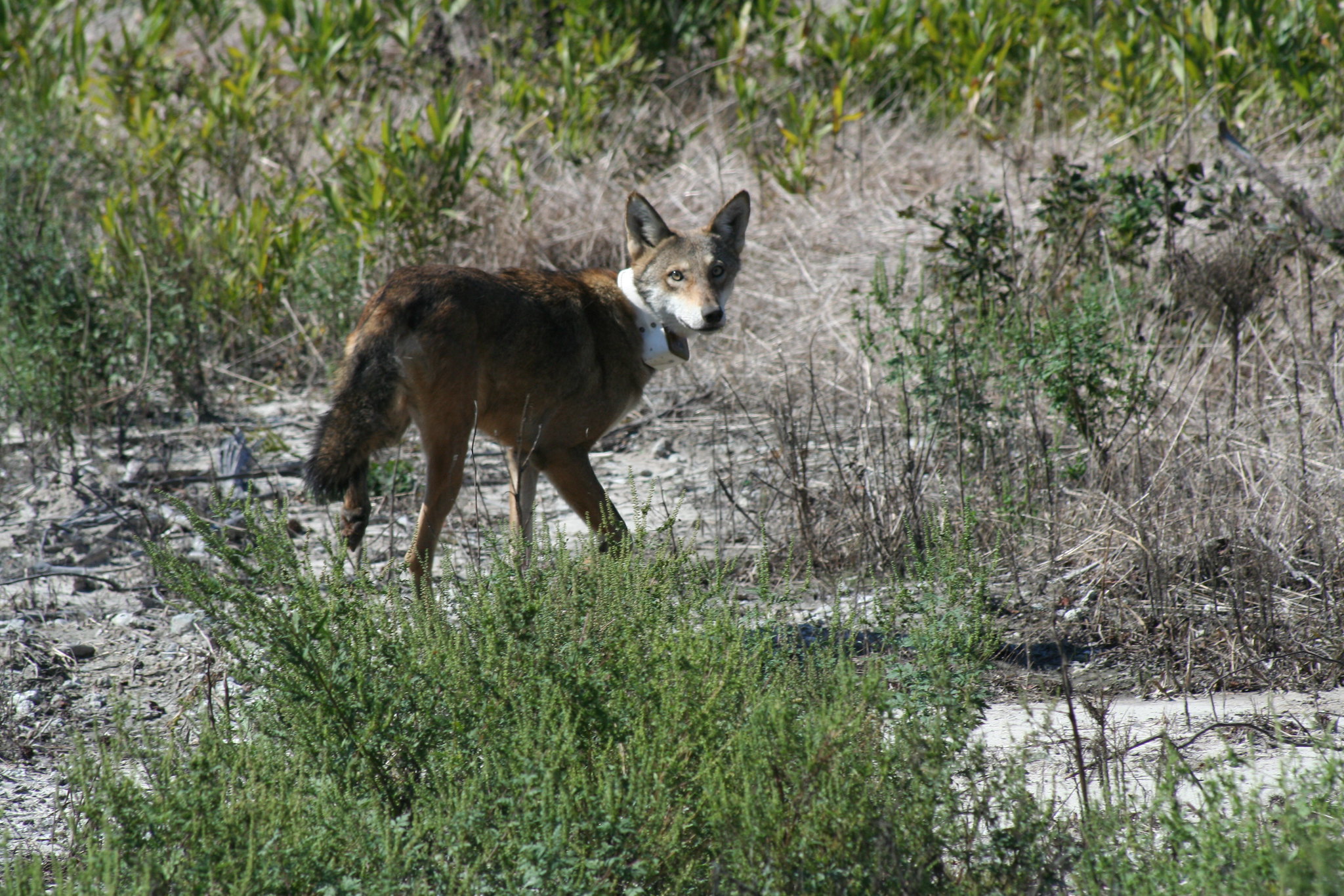 red wolf collared