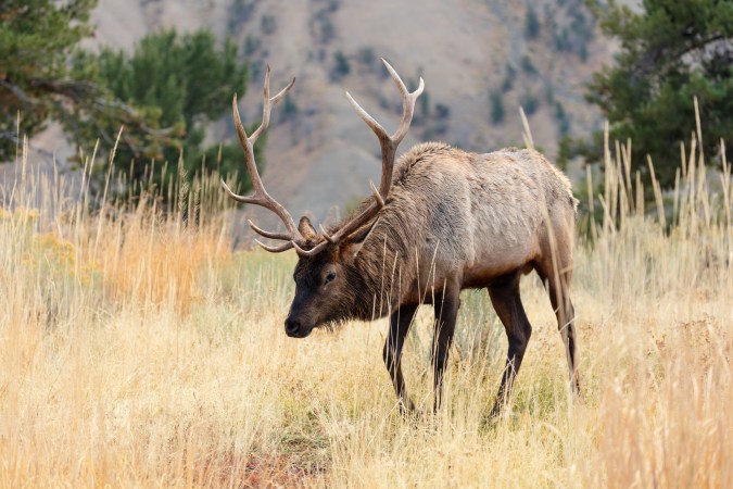 A Glitch Kicked 2,400 Elk and Deer Applicants Out of Montana's Permit Draw. FWP Says They're Fixing It