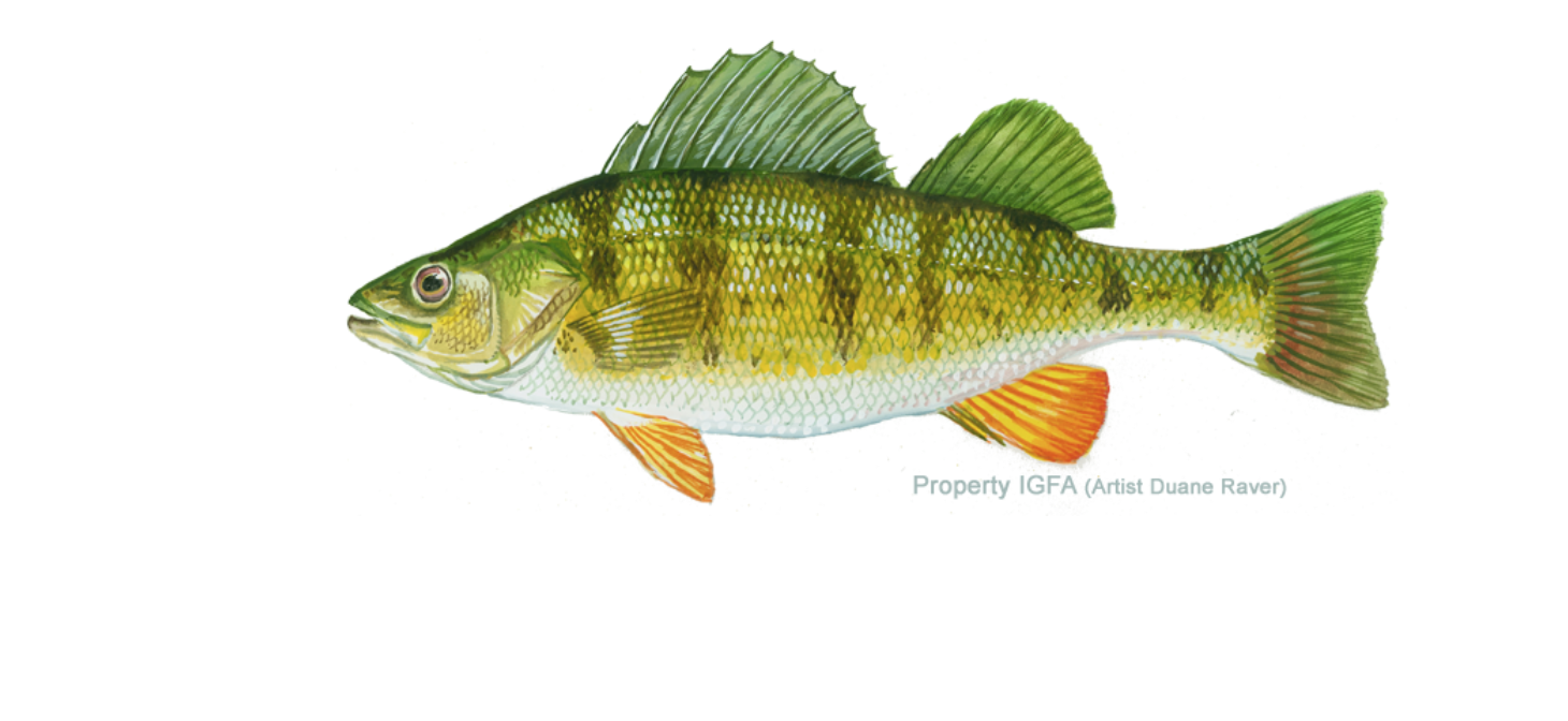 A yellow perch illustration from the IGFA.