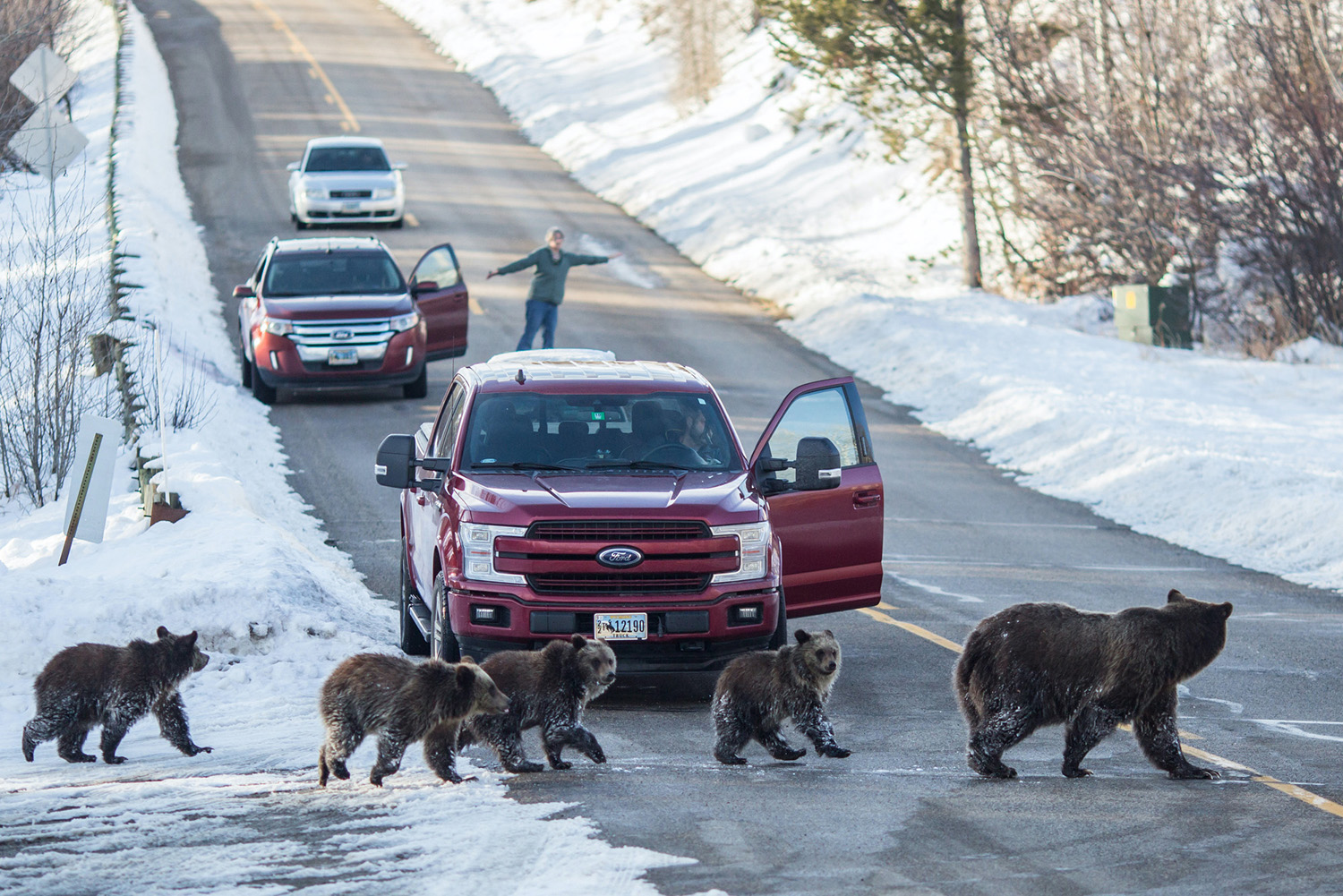 Grizzly 399 crosses the road near while drivers pause and look on.