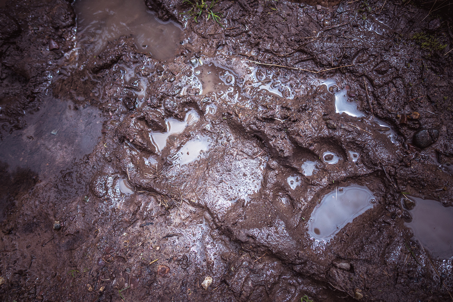 Bear pawprints in mud.