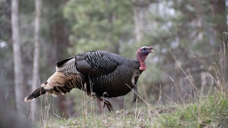 Wild turkey on public land.