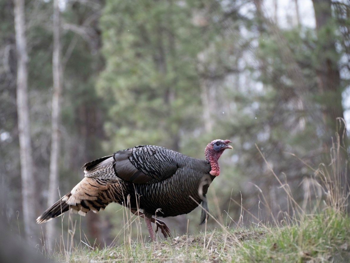 How to Hunt Turkeys on Public Land | Outdoor Life