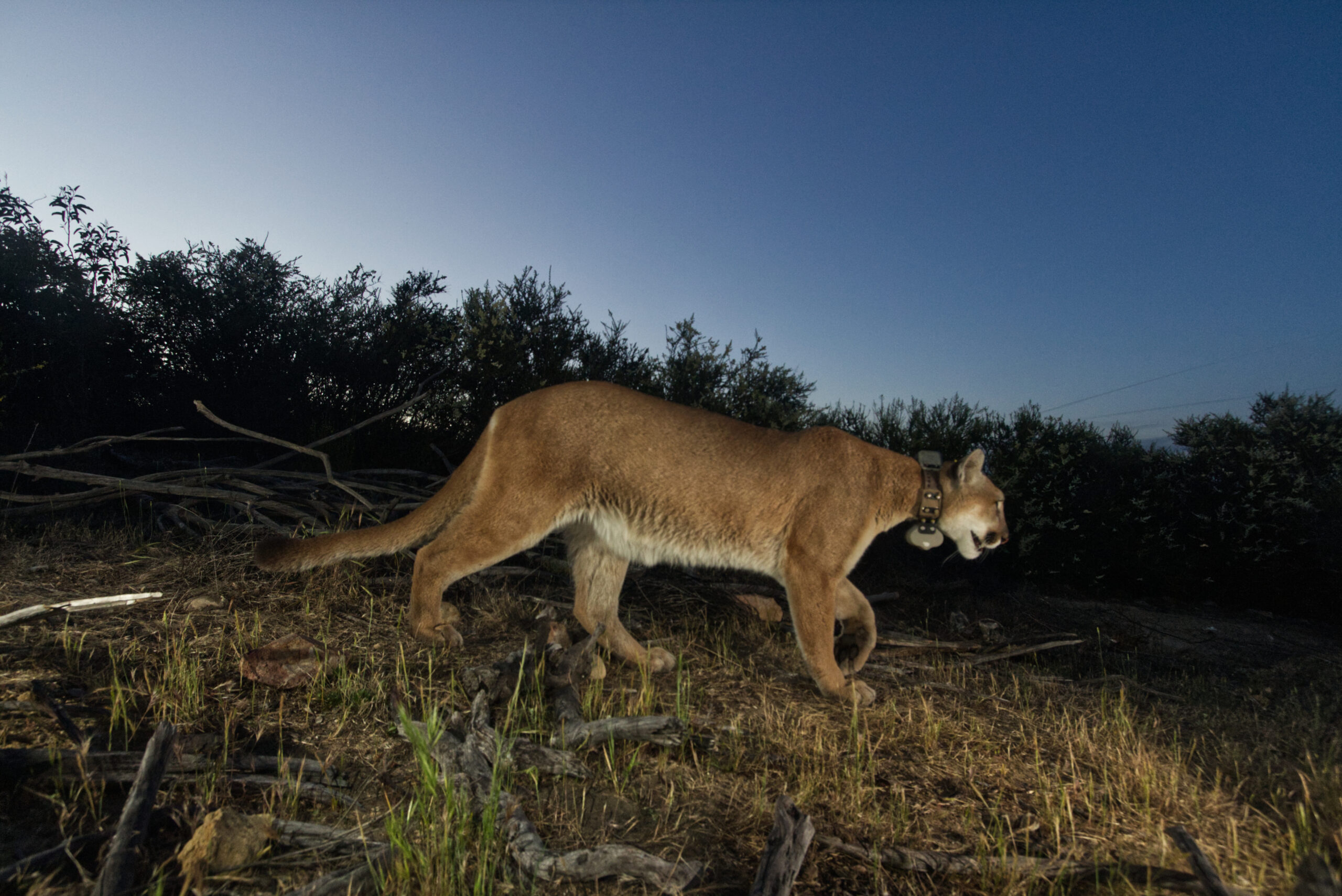 A gps-collared mountain lion in Santa Monica will eventually benefit from wildlife crossings.