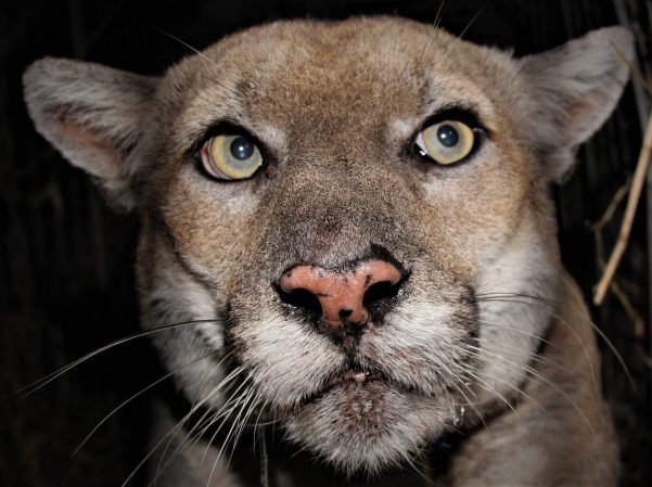 California Is Building the World’s Largest Wildlife Crossing. It Could Prevent Mountain Lion Inbreeding