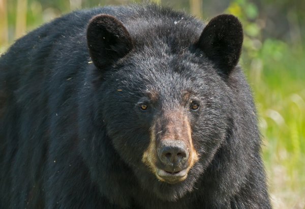New Brunswick Man Stabs Attacking Black Bear with His Pocketknife