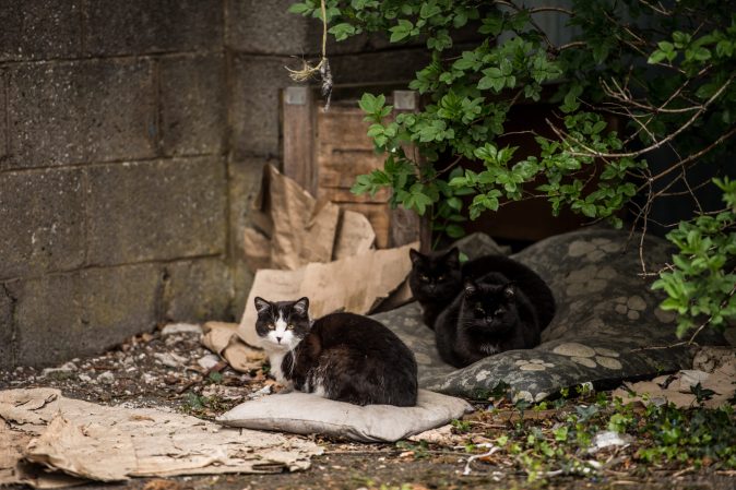 Could This Ohio County Actually Instate a Feral Cat Season? This Local Politician Wants One
