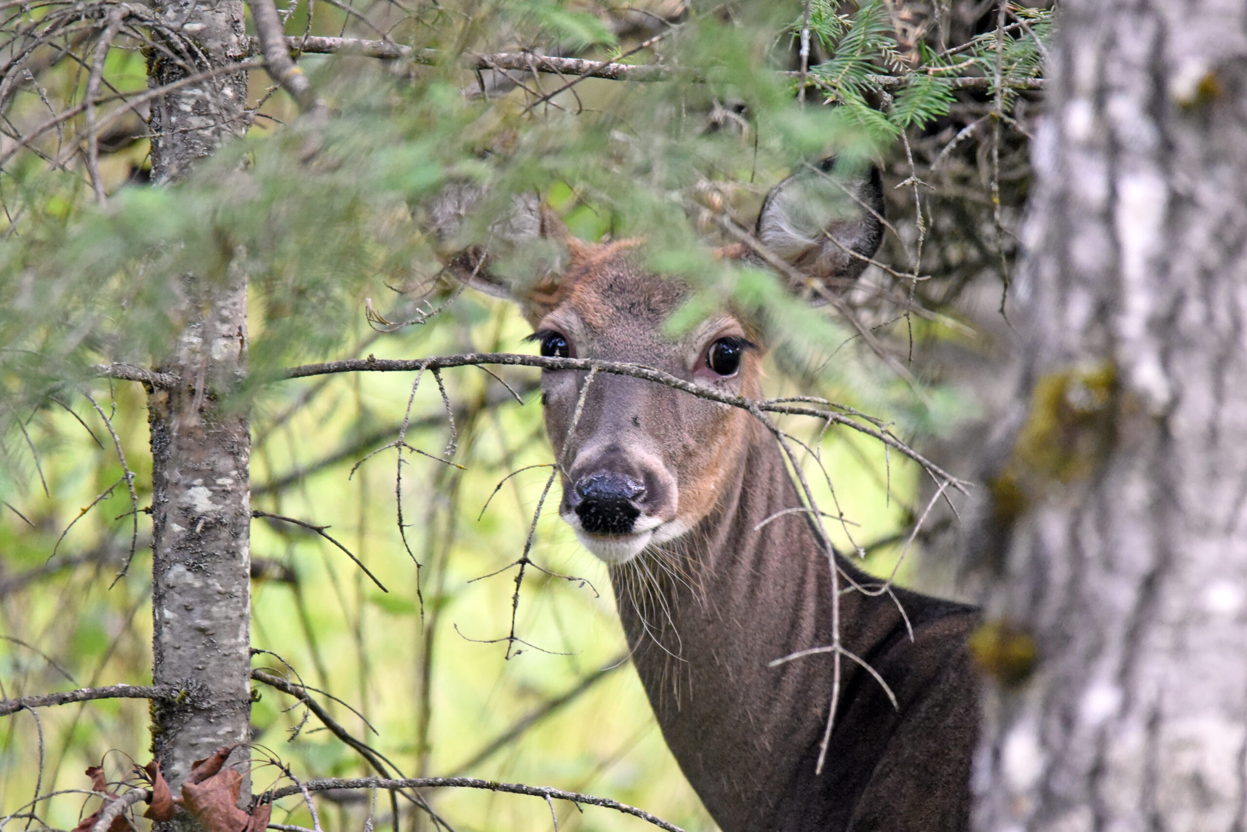 Deer hunting could be legal on Sundays in Maine if this lawsuit is successful.