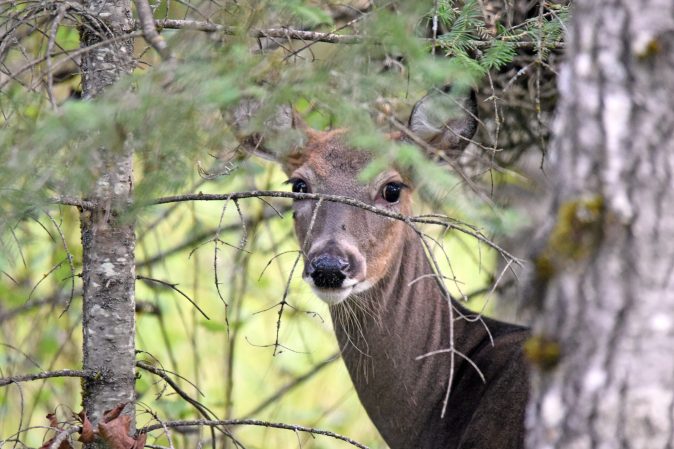 Hunters Are Suing to Overturn Maine’s Sunday Hunting Ban, Citing the “Right to Food” Amendment