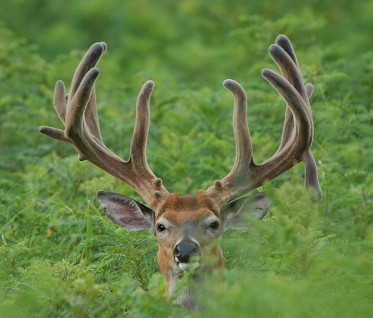 CWD Has Been Detected in 35 Captive Shooting Facilities in Pennsylvania, But More Than Half Still Have Deer. What Gives?