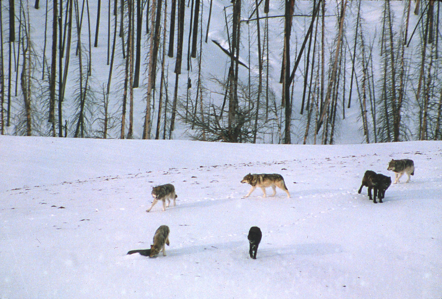 A pack of Gray Wolves standing in the snow in a national park.
