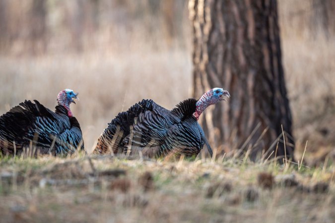 Two-Year-Old Toms Are the Bad Boys of the Spring Turkey Woods. Here's How to Hunt Them