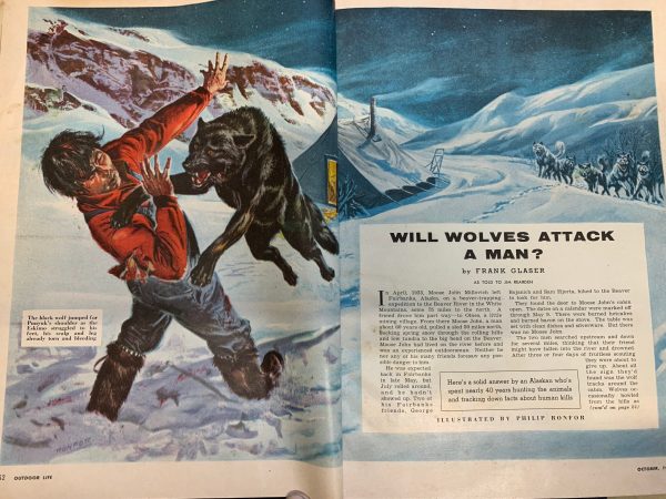Will Wolves Attack a Man? A Story from the Archives