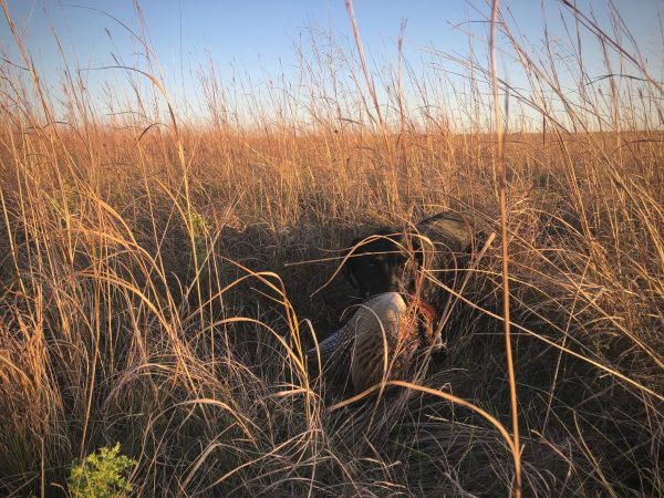 The USDA Accepted 2 Million Acres into the CRP Program, but We Could Still See a Net Loss in Pheasant Country This Year