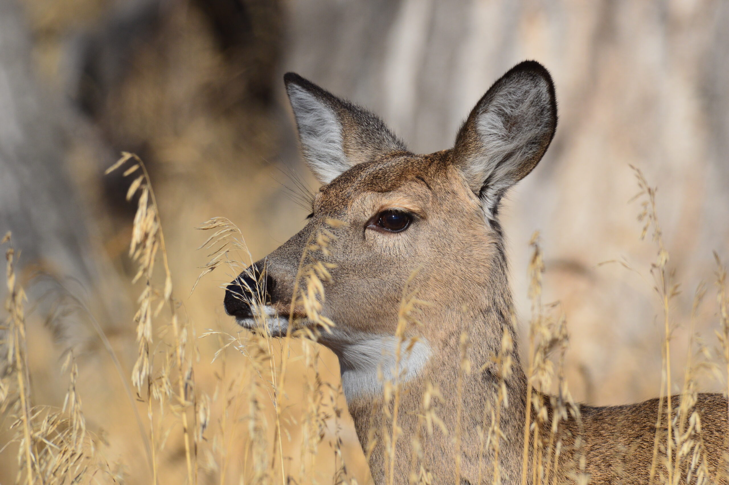North Dakota to cut 8,000 deer tags this coming season