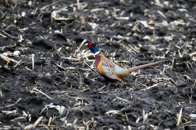 Wyoming Game and Fish Kills 1,200 Pheasants to Prevent an Avian Flu Outbreak