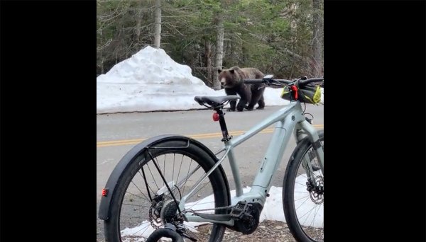 “We Don’t Want Any Trouble!” Watch Nervous Cyclists Talk to a Grizzly Bear