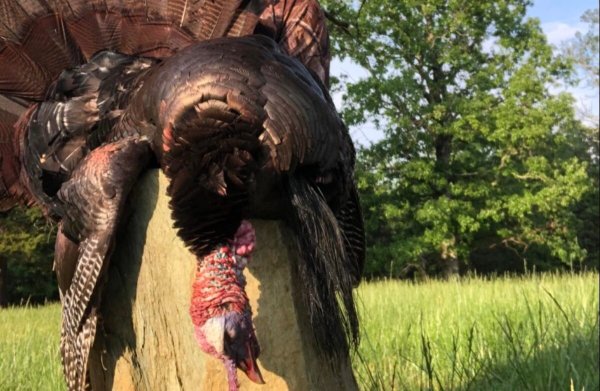 Virginia Hunter Tags Near-Record Turkey With Six Beards and Two Broken Spurs