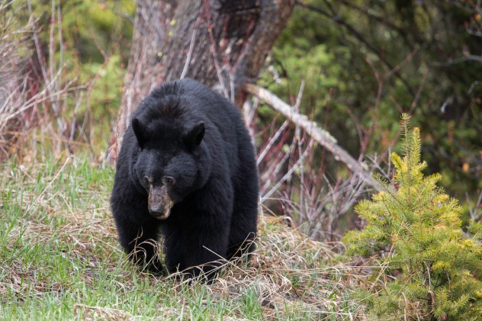 "The Bear Whisperer" Host Charged With Poaching Black Bear in a National Park, Airing the Footage on His Show