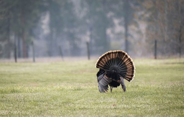 Fanning and Reaping Turkeys Is Challenging and Fun. Banning It Won’t Solve Our Turkey Population Decline