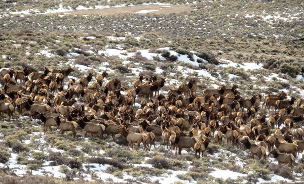 Wyoming Has Too Many Elk in Parts of the State, Taskforce Considers Private-Land Tags