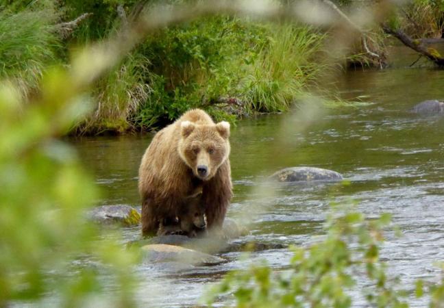 Fatal Bear Attack on Army Base Shows How Fast—and Unpredictable—Grizzlies Can Be