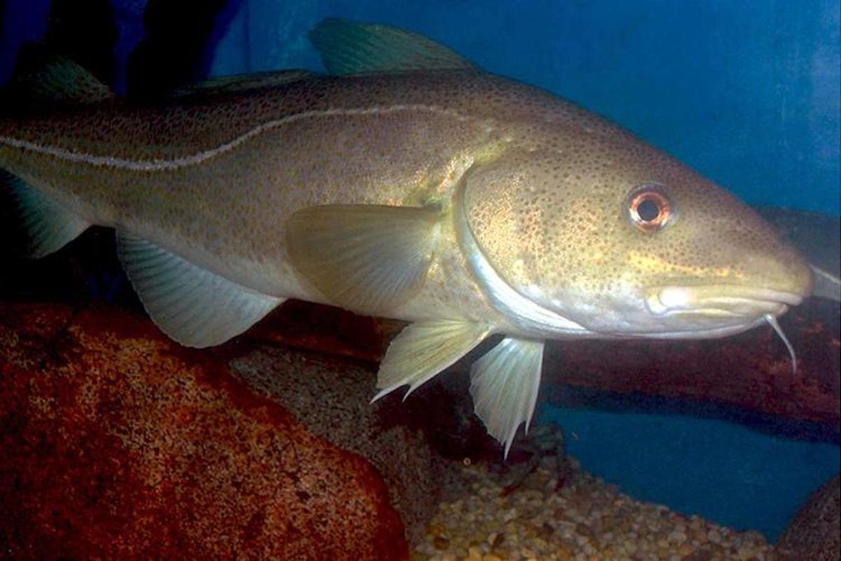 Atlantic cod has been overfished in certain parts of the world, but in some places population numbers are just fine.