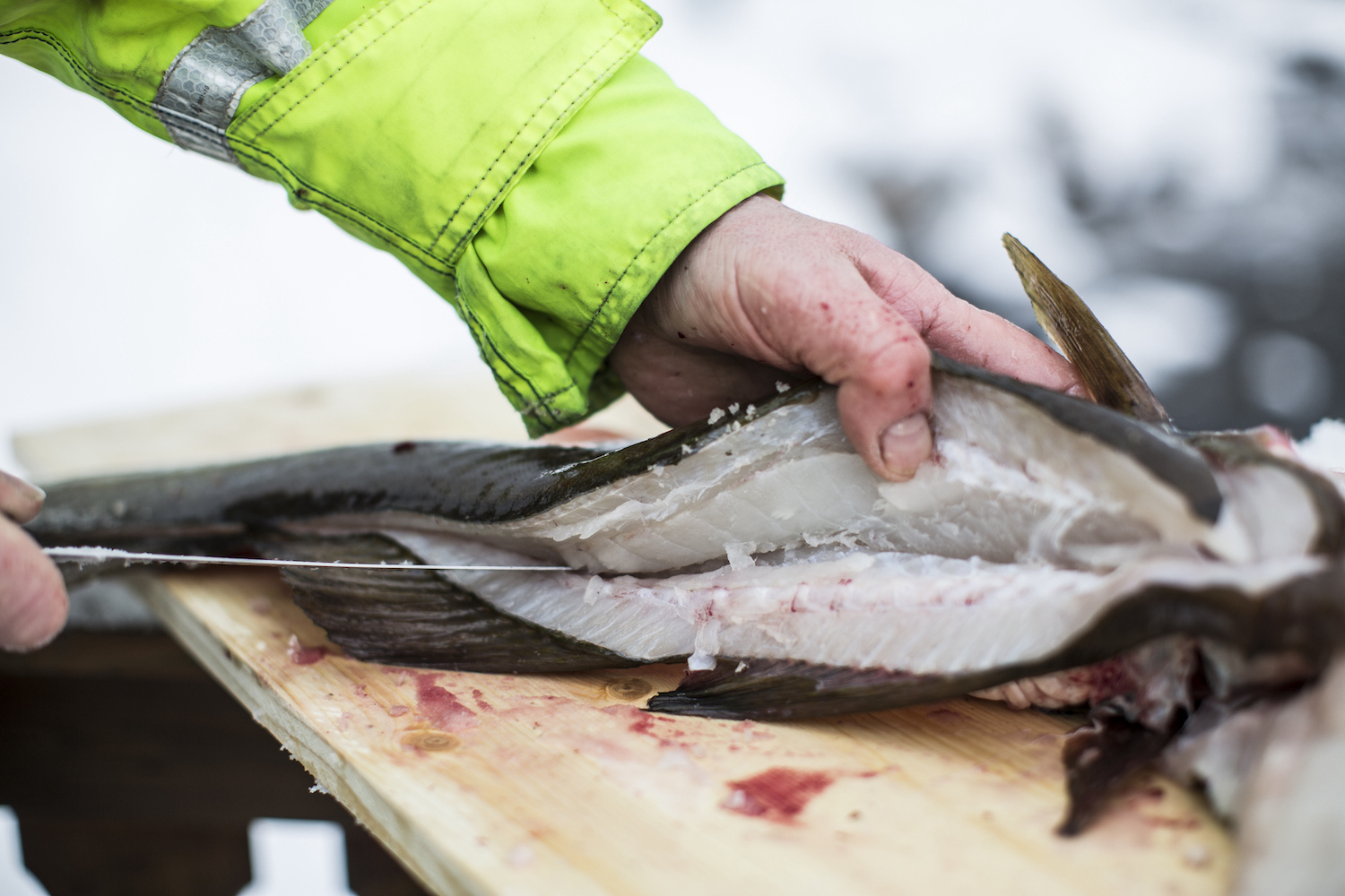 Atlantic Cod Declines Has Commercial Fishermen Targeting New