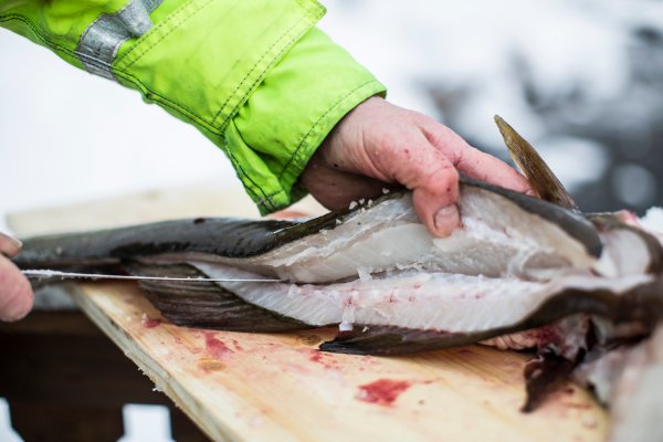 Amid Declines in North American Atlantic Cod, Commercial Fishermen are Turning to Gamefish Species