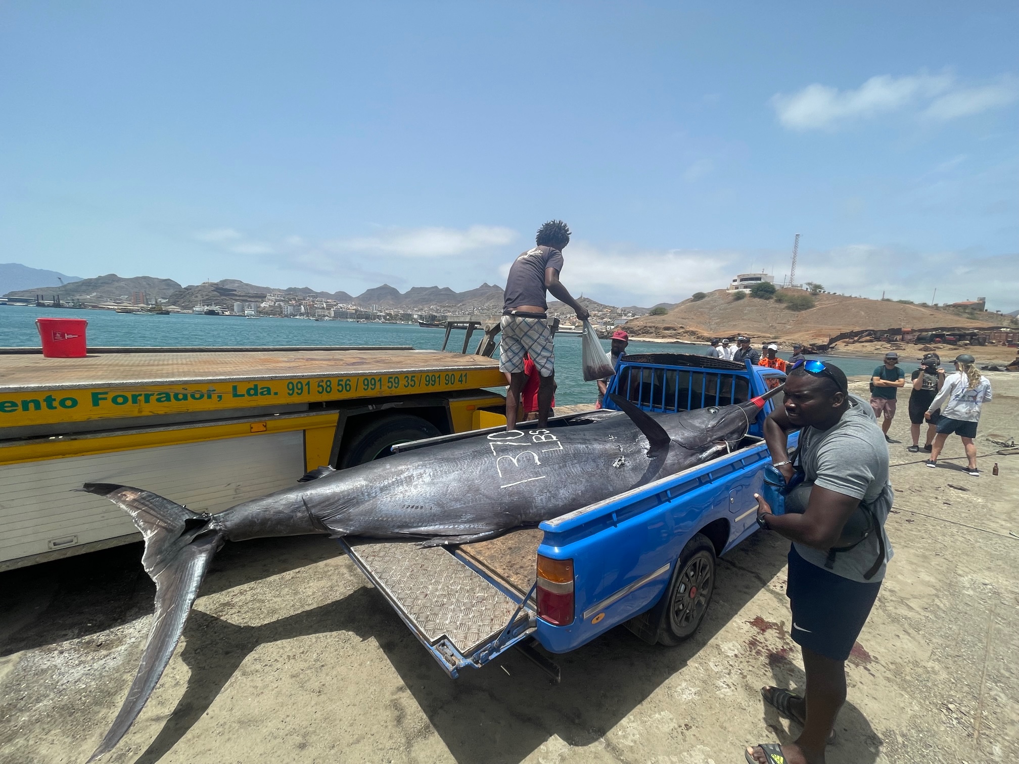 South African Crew Catches Second Biggest Marlin Ever