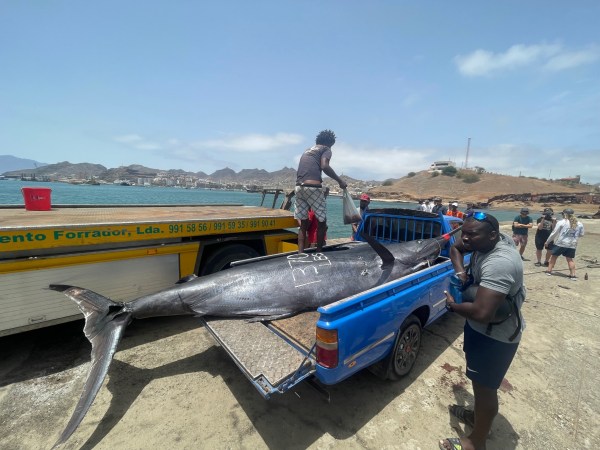 South African Crew Catches Second Biggest Atlantic Blue Marlin Ever