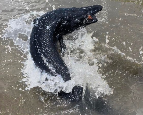 Anglers in Texas Catch Rare Melanistic Alligator Gar