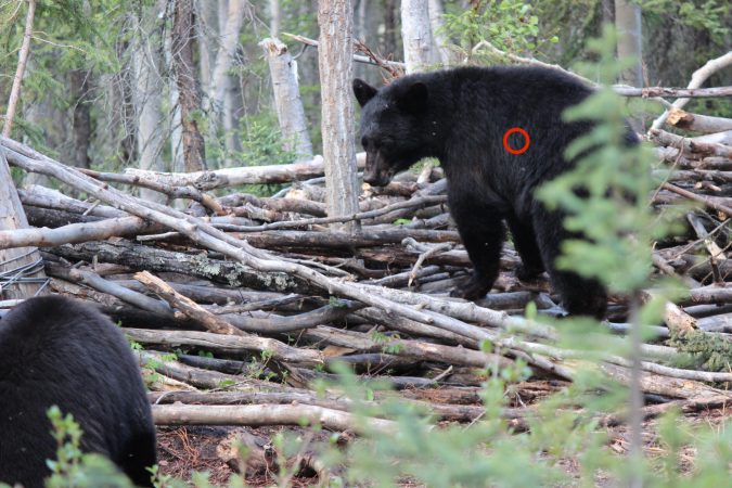 Where to Shoot a Bear, and How to Recover It