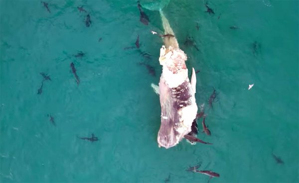 Watch: Shark Feeding Frenzy on Whale Carcass