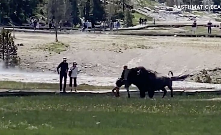 Video: Bison Charges Family, Gores Man at Yellowstone National Park