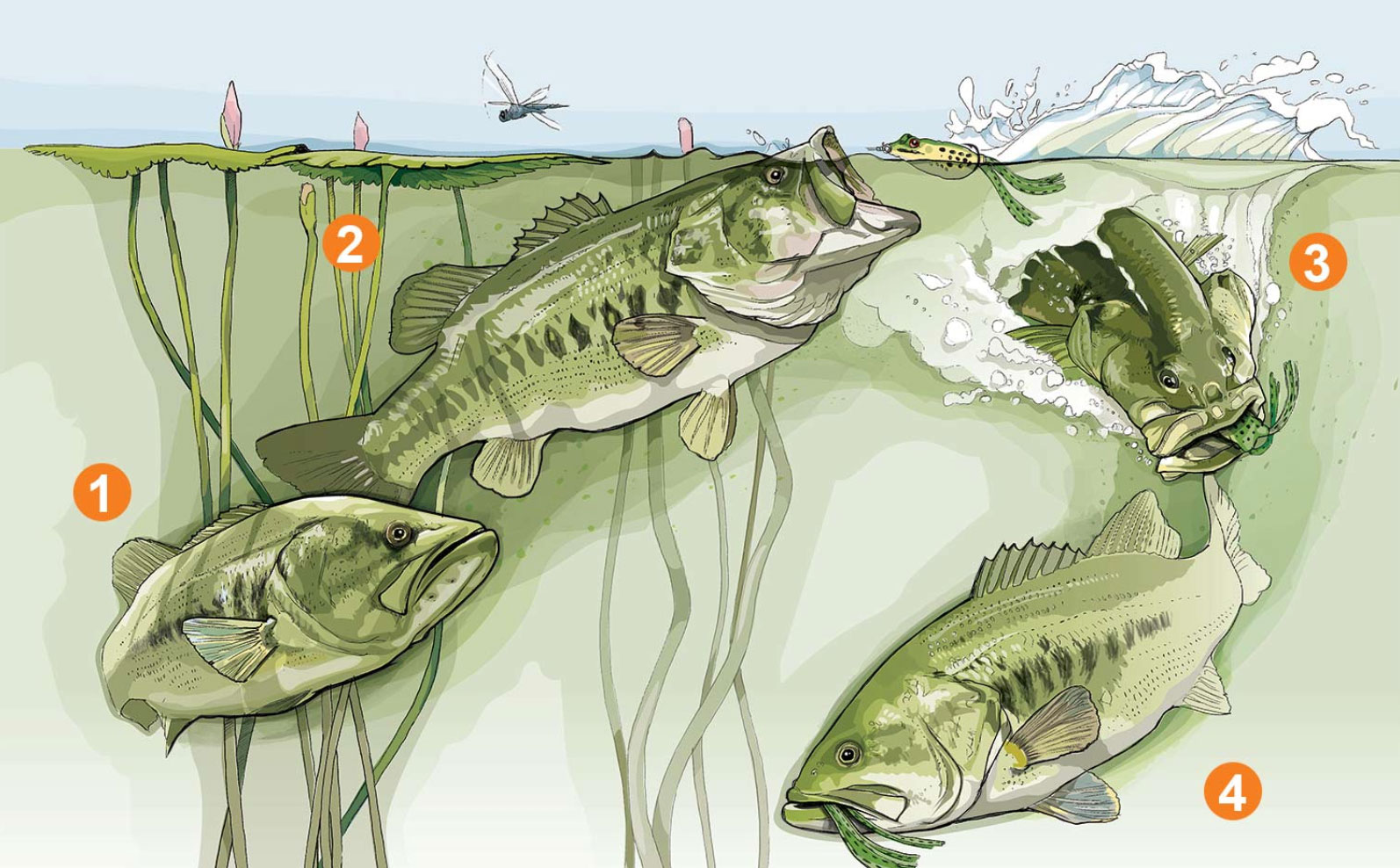 The right hook set when bass fishing with frogs