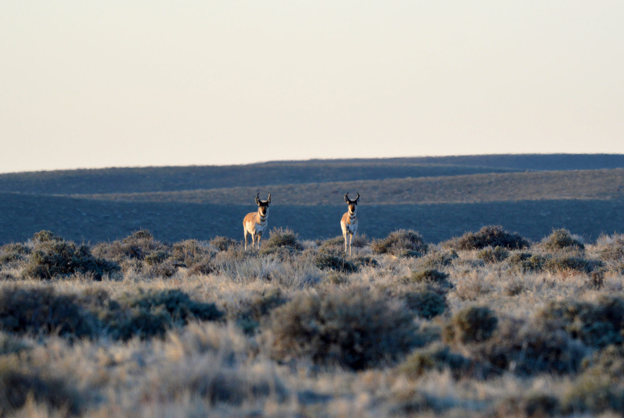 Pronghorn antelope in Wyoming.