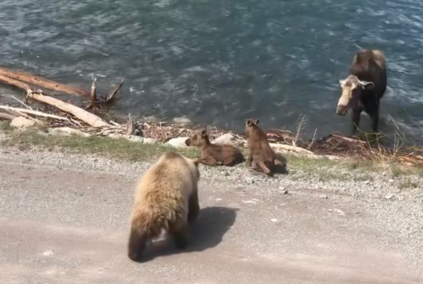 Watch: Grizzly Stalks and Kills Moose Calf in Glacier National Park