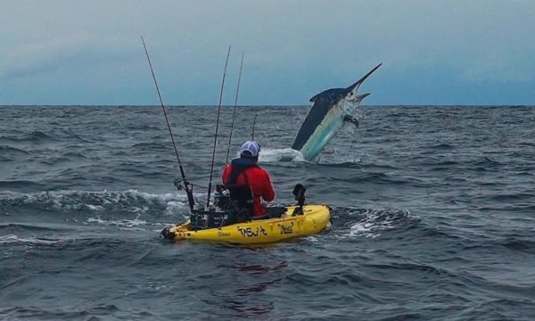 Watch: Kayak Fisherman Lands Giant Black Marlin off the Coast of Panama