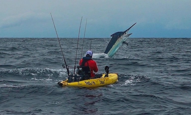 Panama black marlin kayak angler