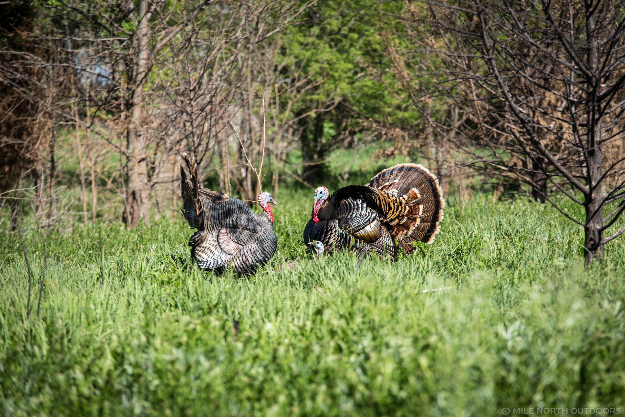 NWTF's work benefits habitat, water clarity, and turkeys.