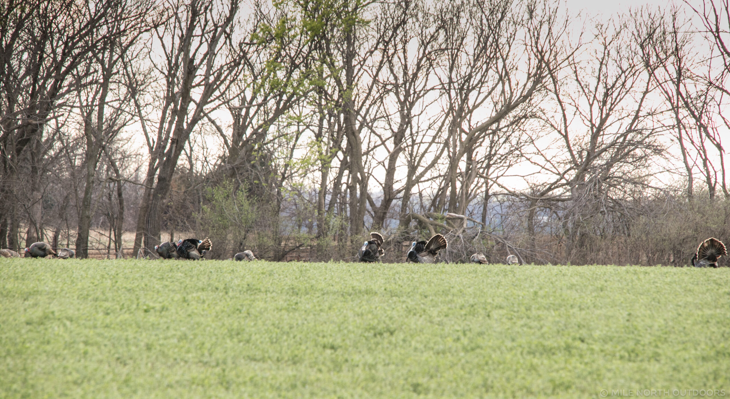 Turkey populations are in decline.