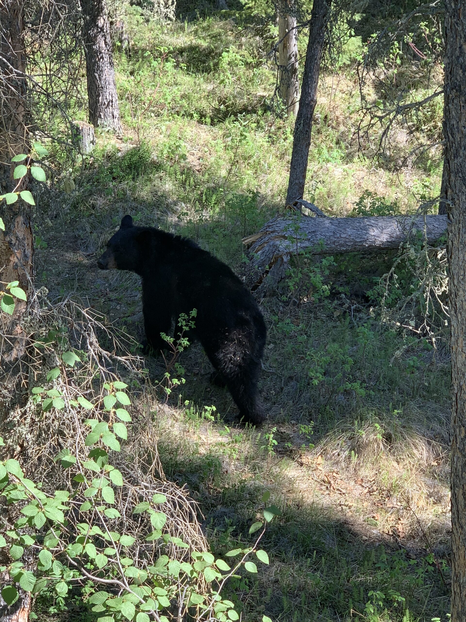 A black bear in Alaska