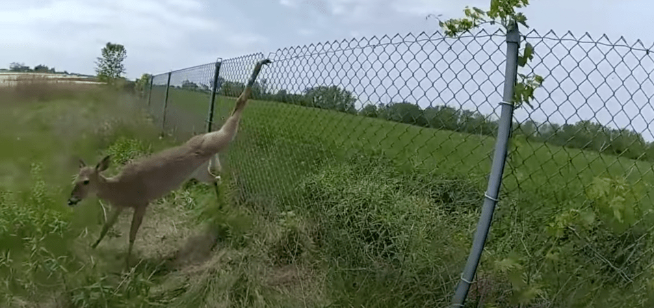 Watch: Police Officers Free Whitetail Stuck in Chain-Link Fence