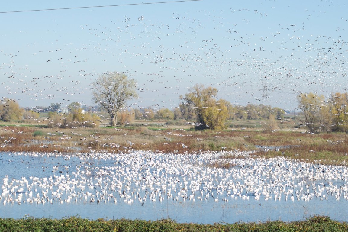 Sutter Basin in northern California.