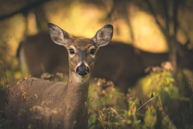 Two Florida Men Arrested for Poaching Deer in a Subdivision with a Pellet Gun